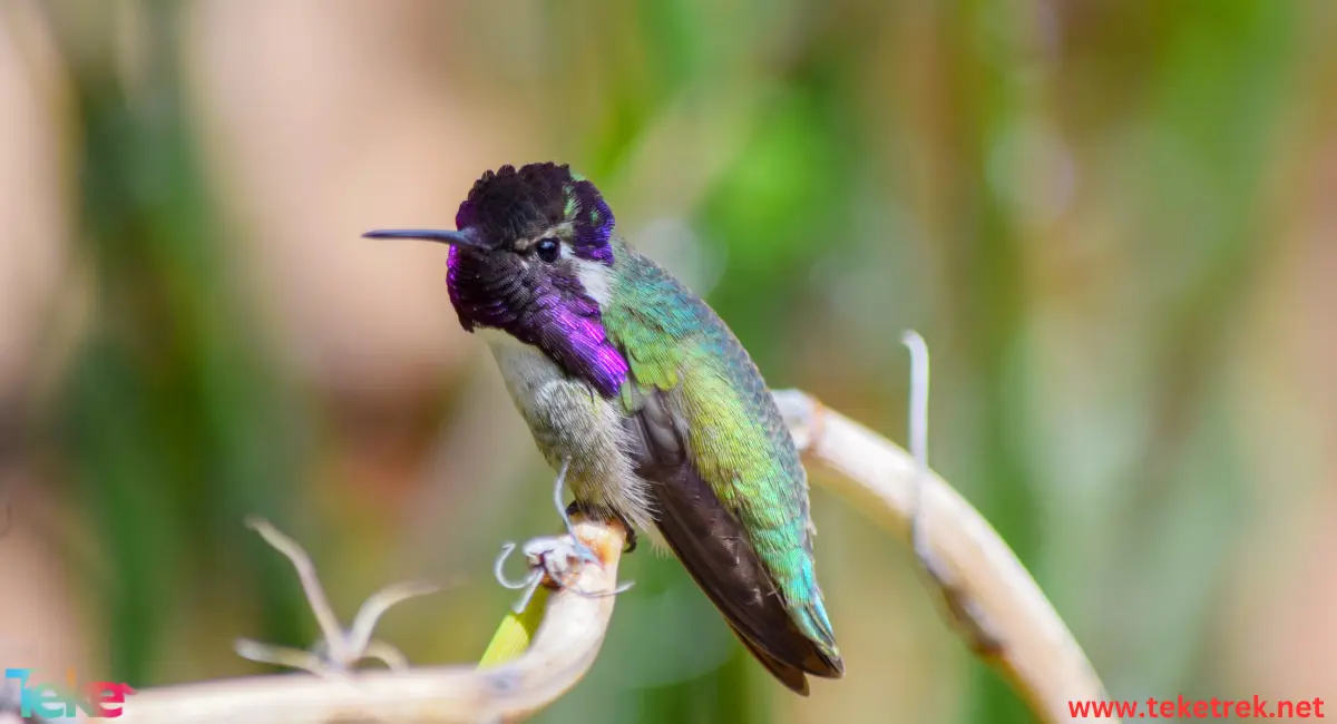 Costa hummingbird