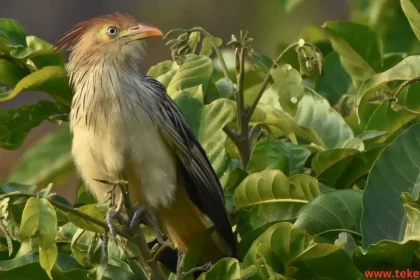 the Hoatzin Bird