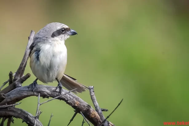 Typical shrikes