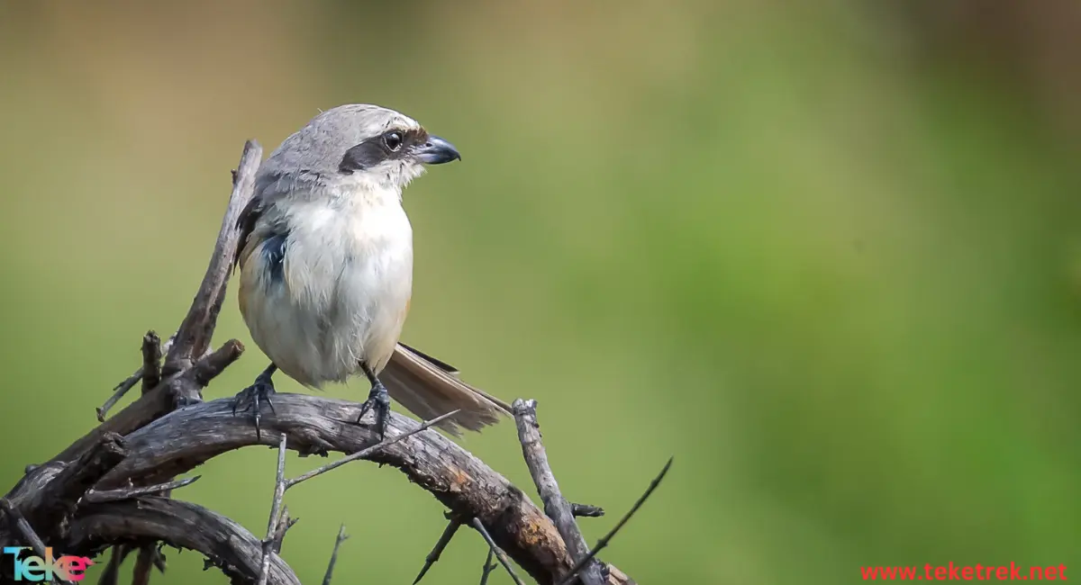 Typical shrikes