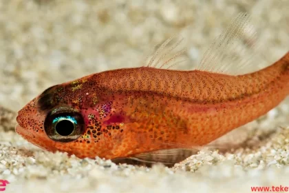 The Barrel eyefish