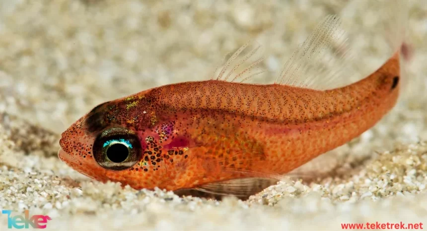 The Barrel eyefish