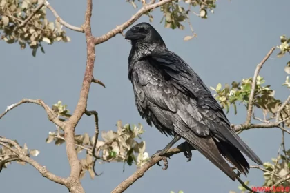 Fan-tailed raven