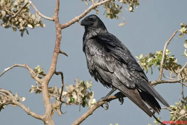 Fan-tailed raven