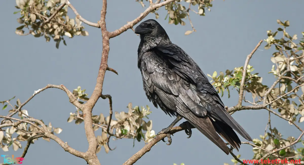 Fan-tailed raven