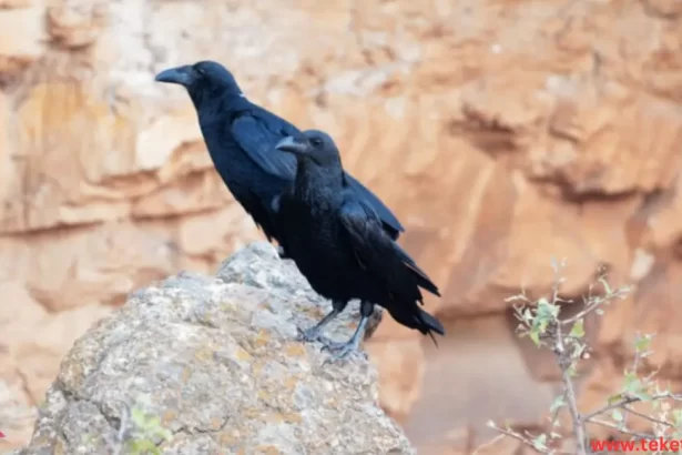 Fan-tailed raven