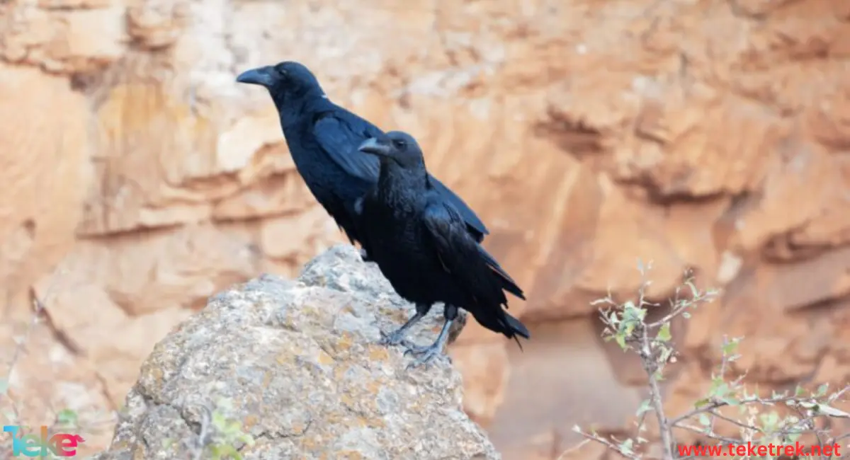 Fan-tailed raven