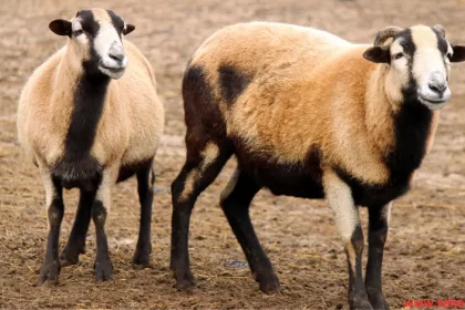 Al-Hari sheep