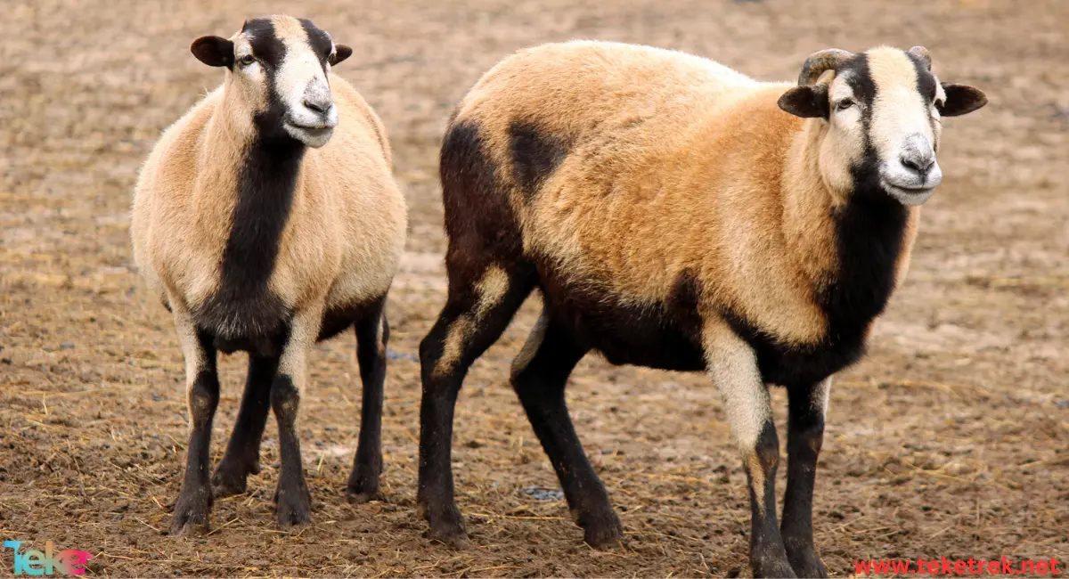 Al-Hari sheep