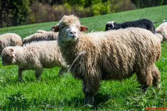 Jaziri sheep