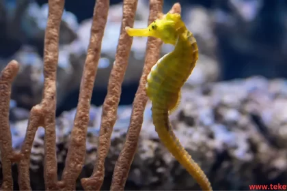 Brazilian seahorse