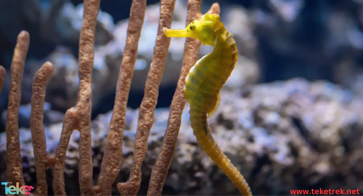 Brazilian seahorse