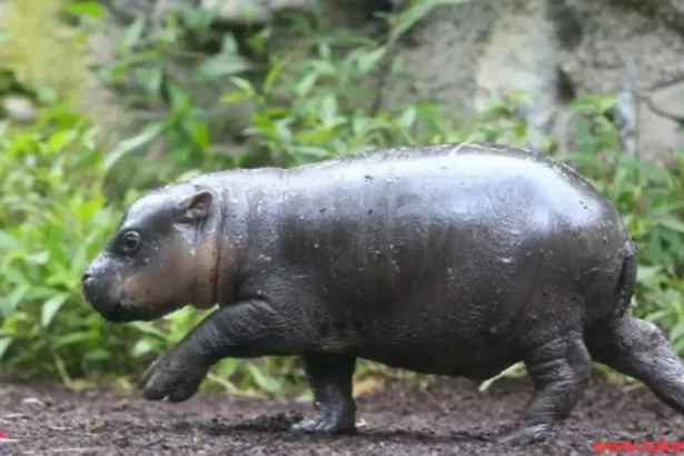  The Pygmy hippopotamus