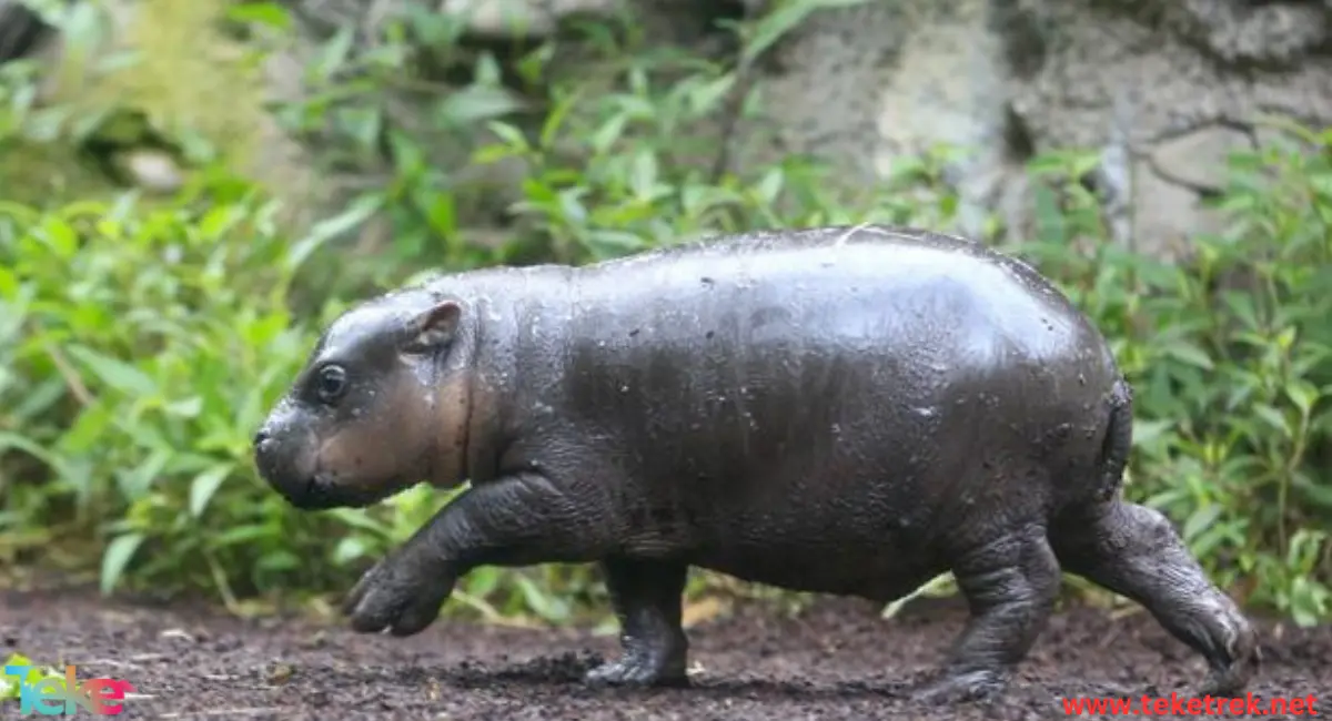  The Pygmy hippopotamus