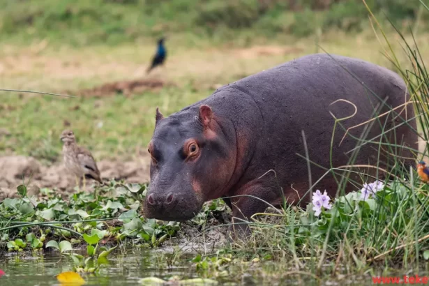 The Pygmy hippopotamus