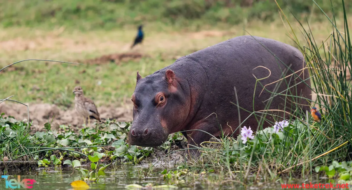 The Pygmy hippopotamus