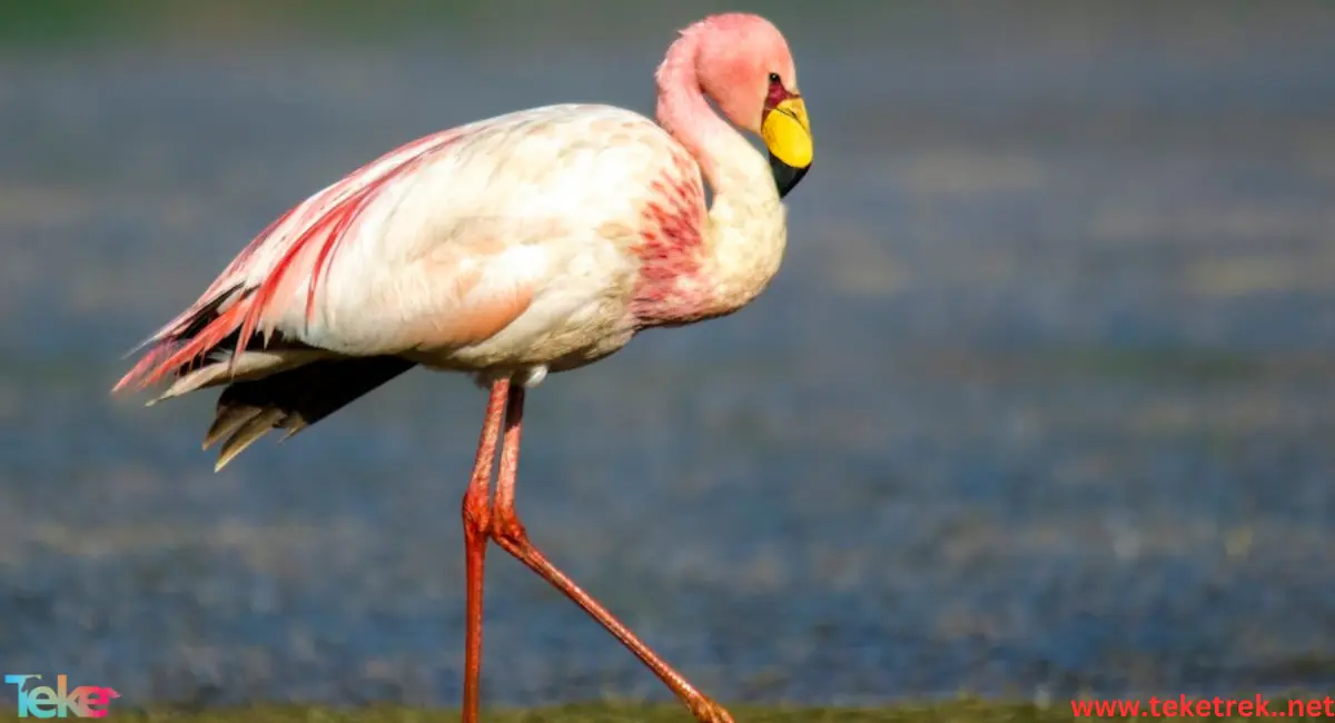 James's flamingo