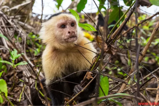 The capuchin monkey