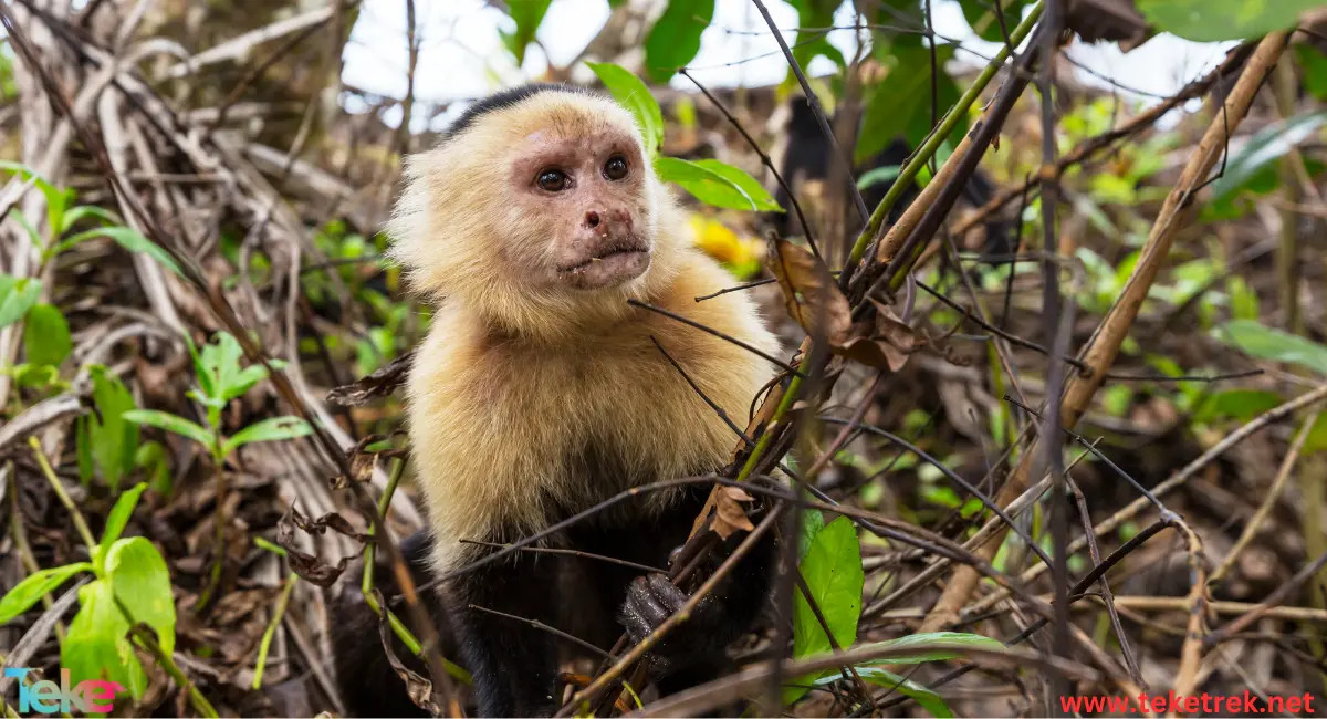 The capuchin monkey