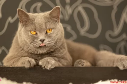 Chartreux cat