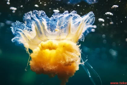 Lion's mane jellyfish