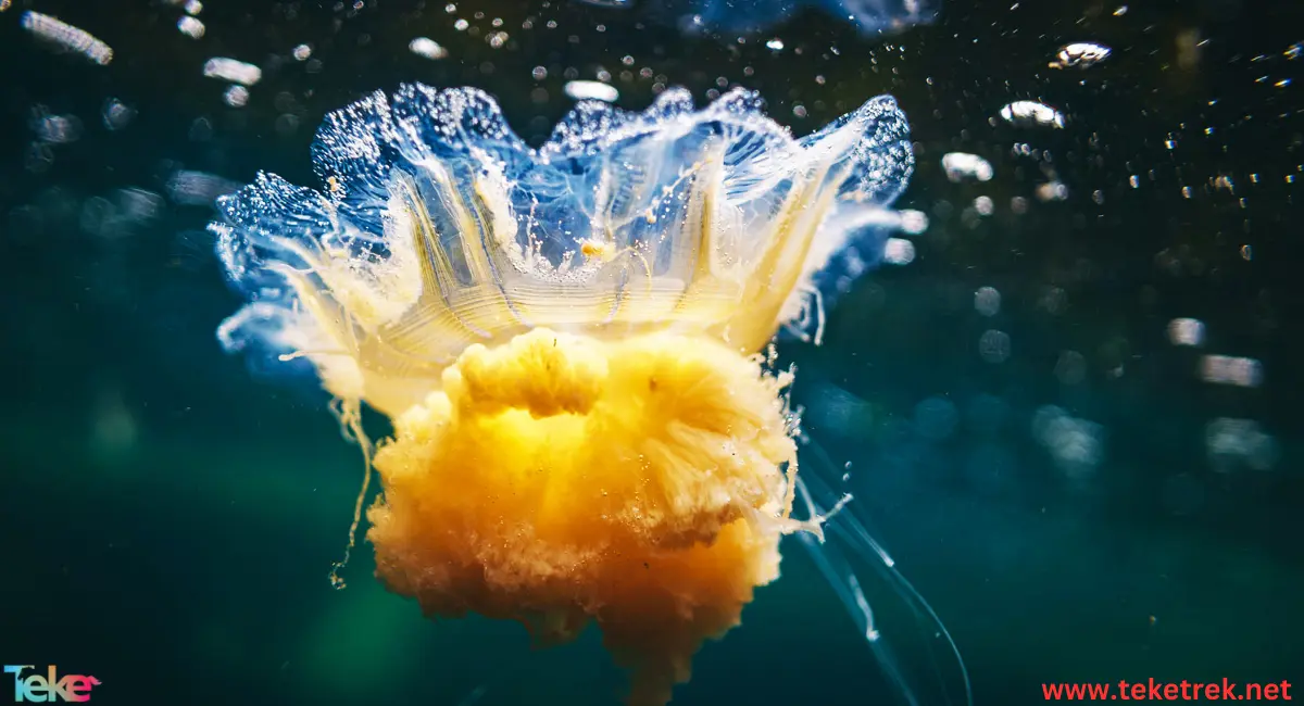 Lion's mane jellyfish