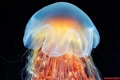 Lion's mane jellyfish