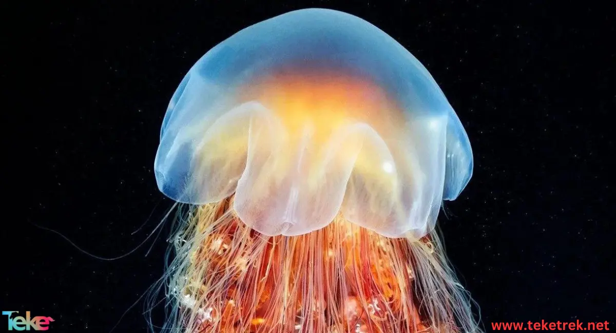 Lion's mane jellyfish