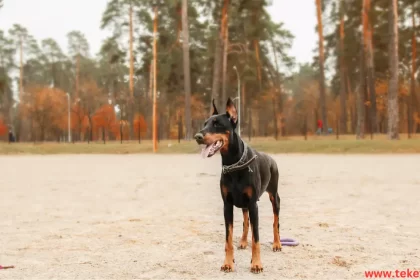 Dobermann dog