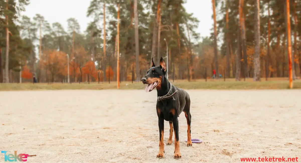 Dobermann dog