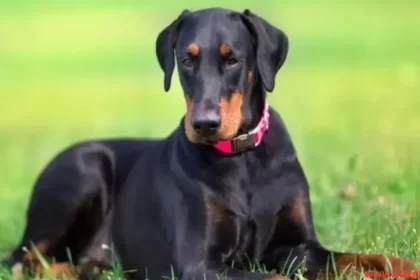 Dobermann dog