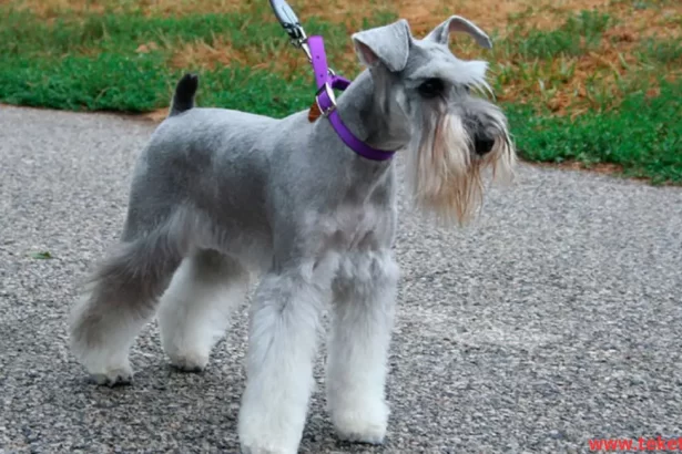 Schnauzer dog