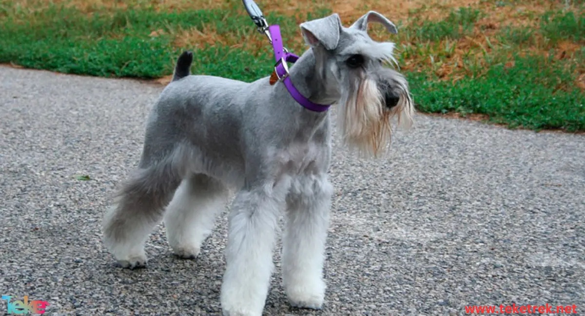 Schnauzer dog