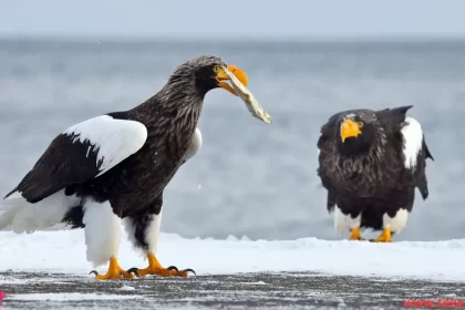 Steller's sea eagle