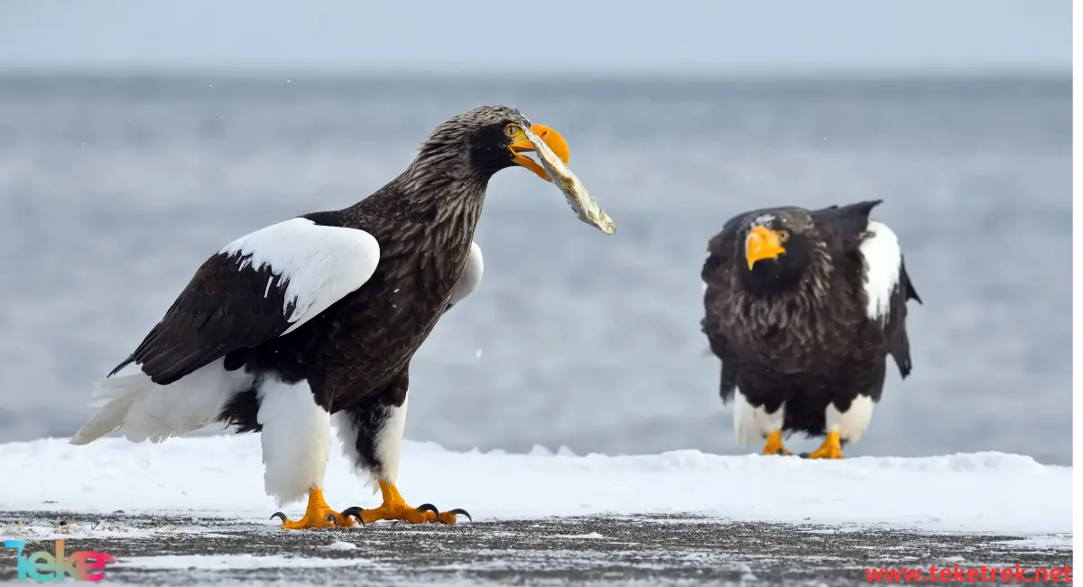 Steller's sea eagle