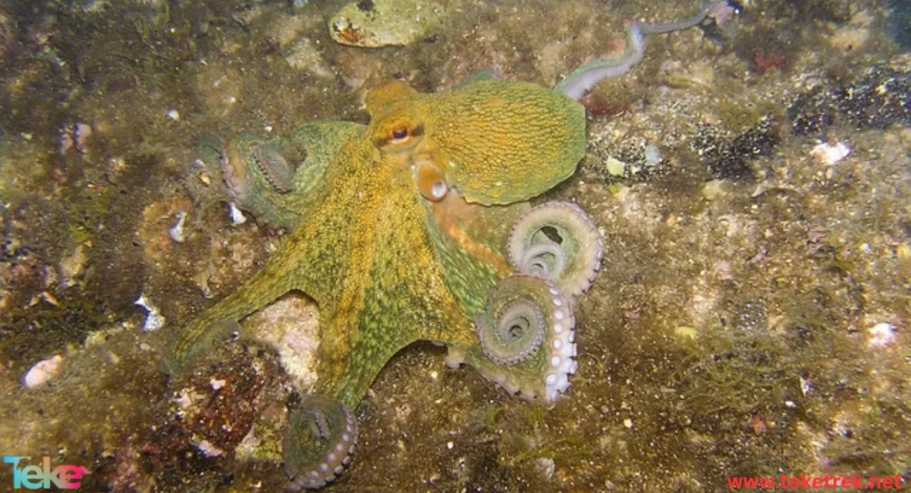 Caribbean reef octopus