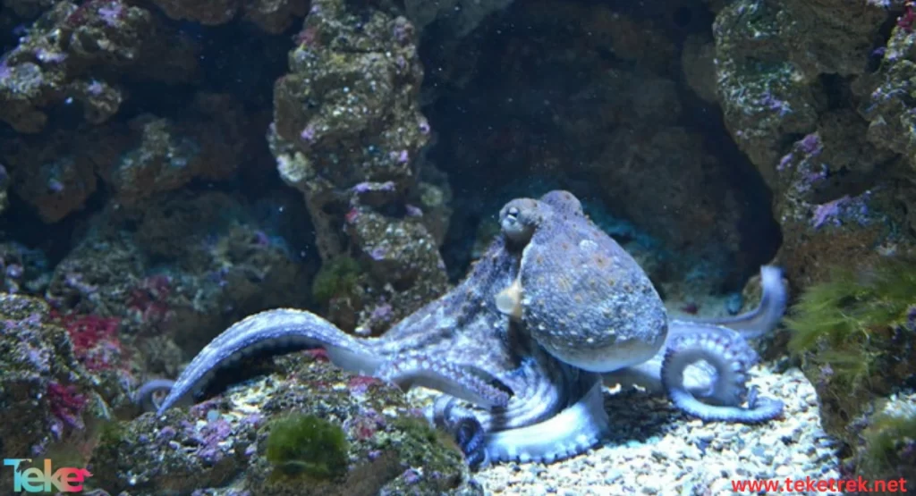 Caribbean reef octopus