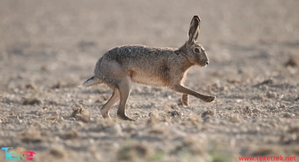 Indian Hare