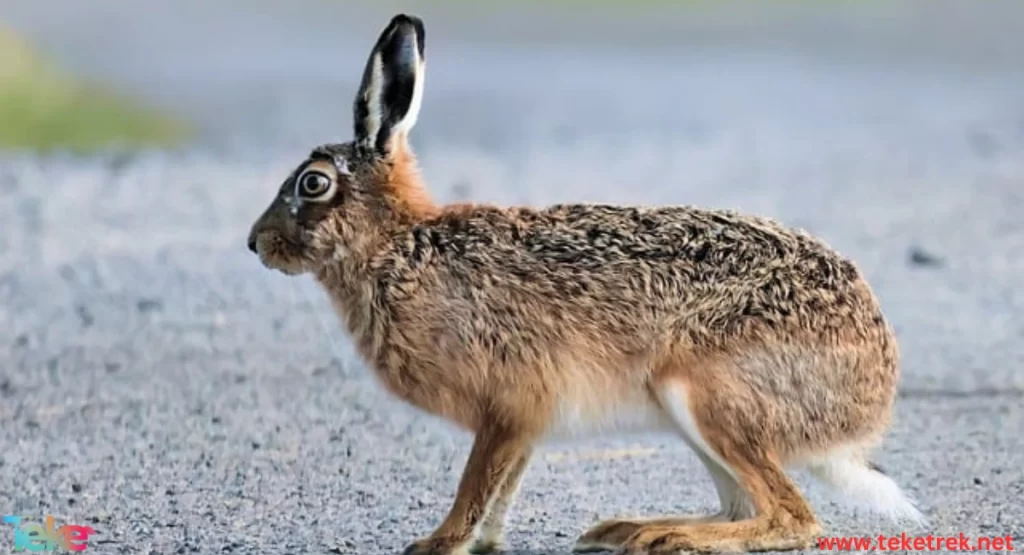 Indian Hare