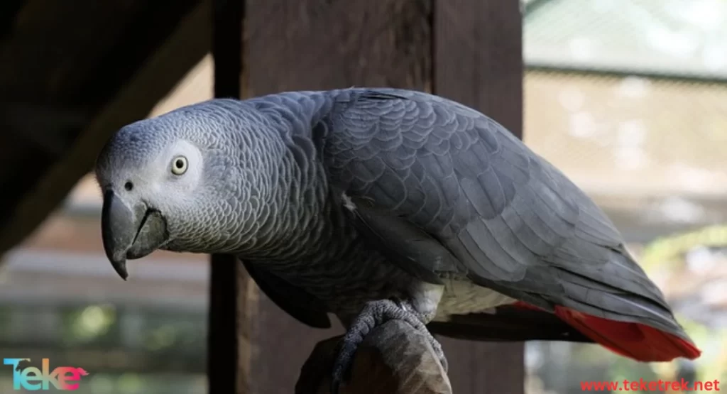  the African gray parrot (Casco)
