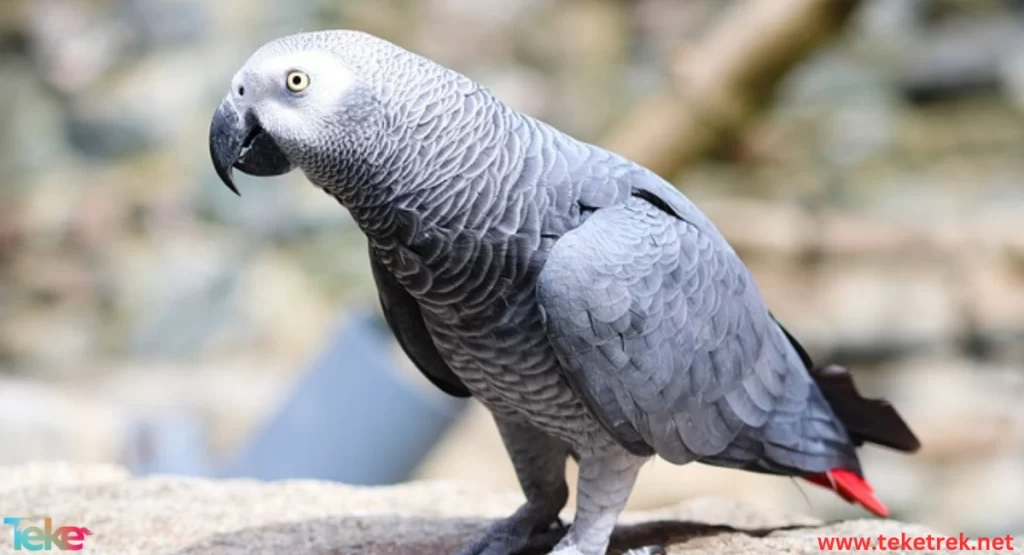  the African gray parrot (Casco)
