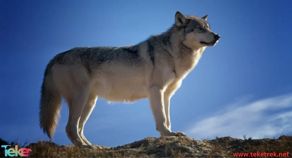  the Eurasian wolf