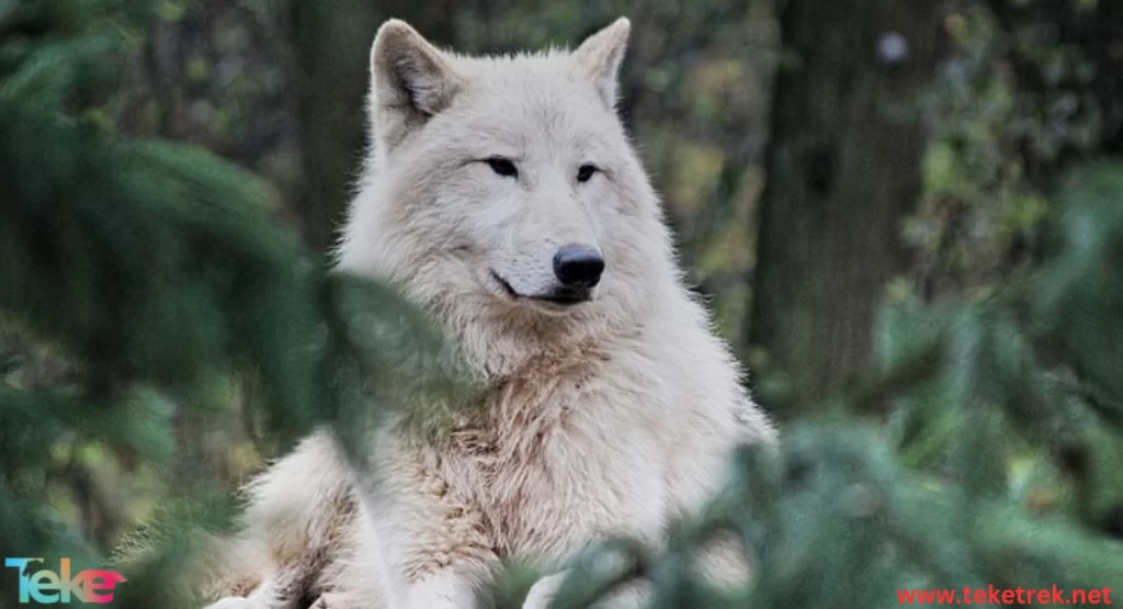  the Eurasian wolf