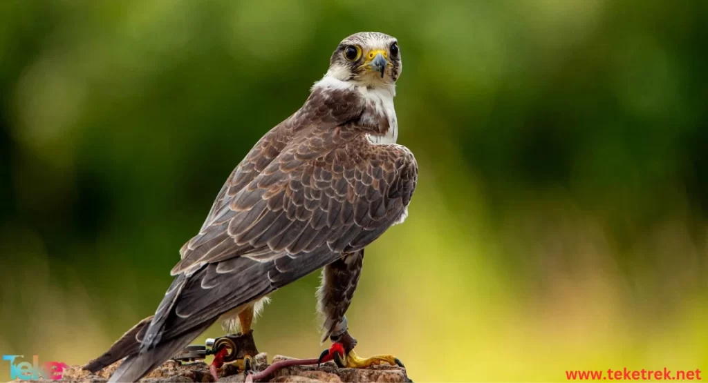 Falcon: Information and Facts About This Animal - Teke Trek