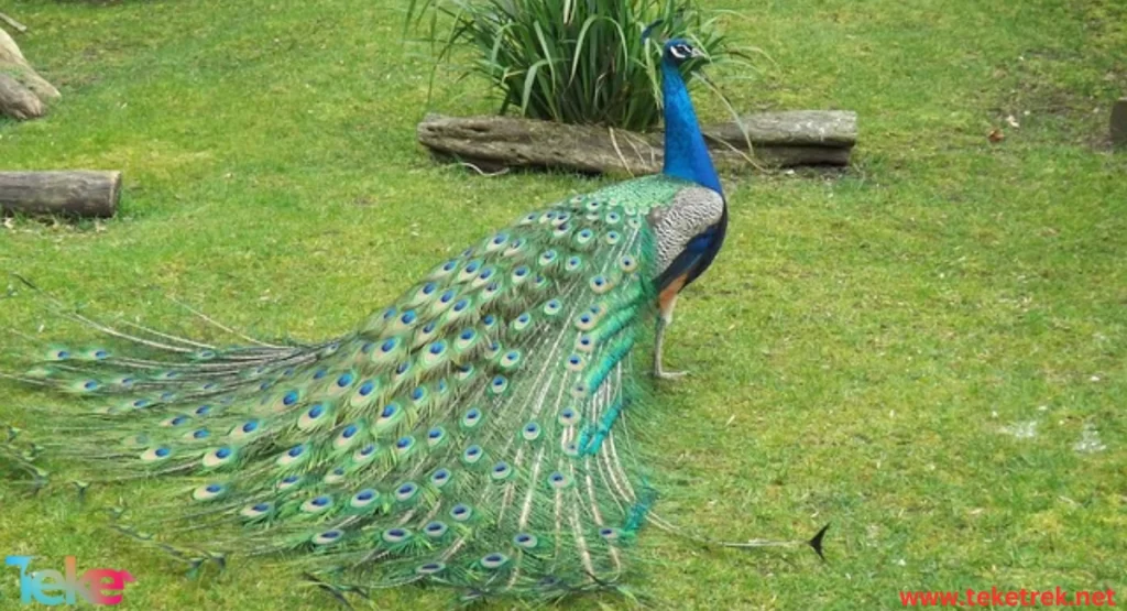  the green peafowl
