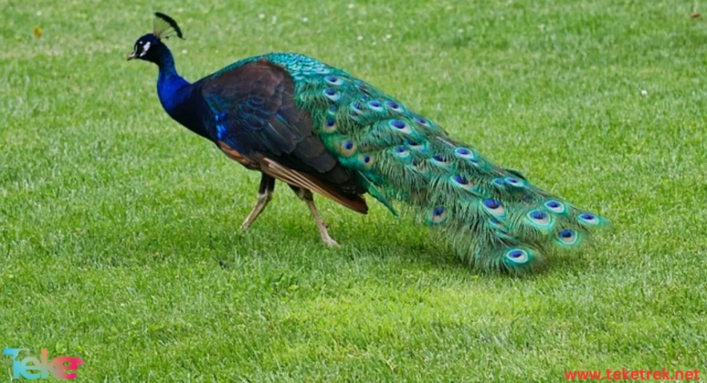  the green peafowl
