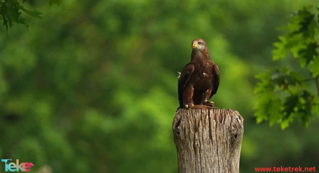 The Golden Eagle