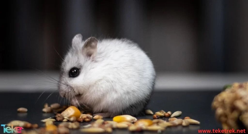 Russian dwarf hamster