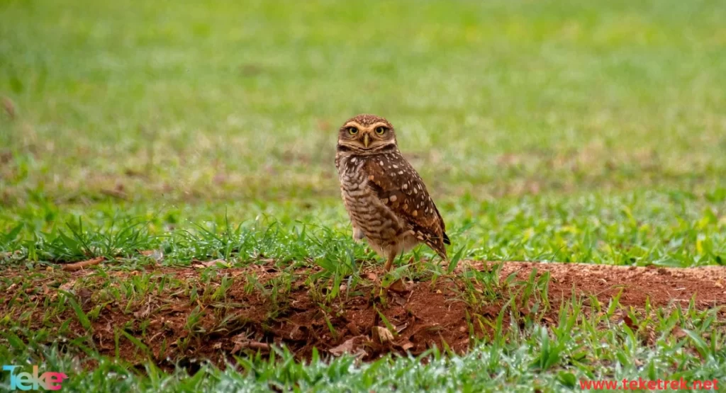 the Burrowing Owl