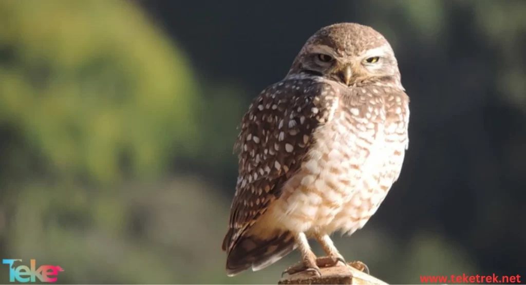 the Burrowing Owl